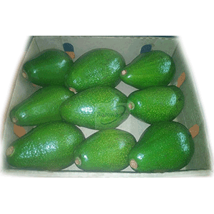 fuerte avocados