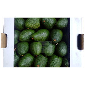 hass-avocados